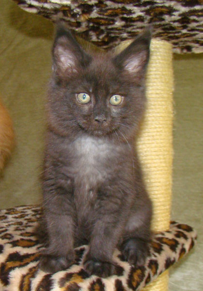     Catsvill County!   !    !       !!!    Catsvill County +7-926-544-74-09     .   ,   ,   ,    ,   ,  ,     ,   -,    ,   !